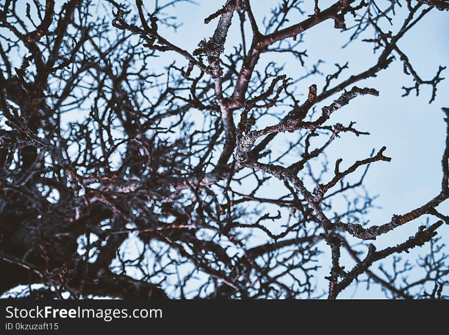 Brown Tree Branches Under Blue Sky