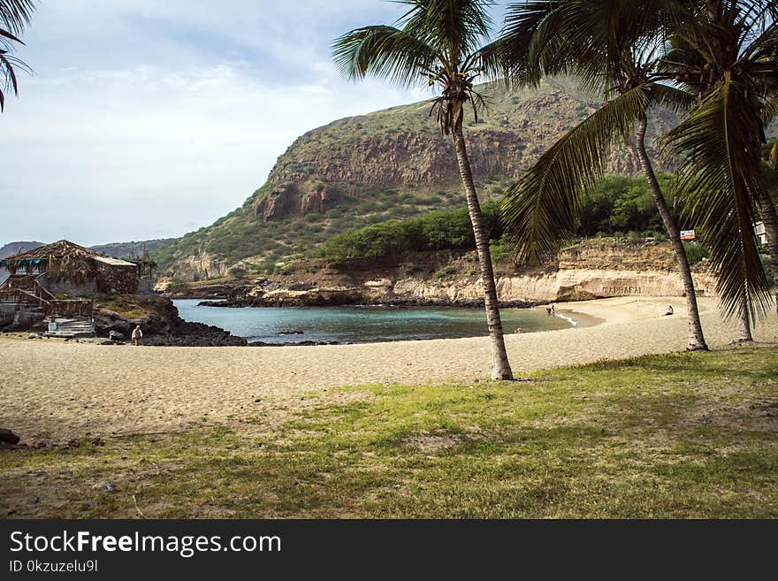 Photo of Coconut Trees Near Body of Water