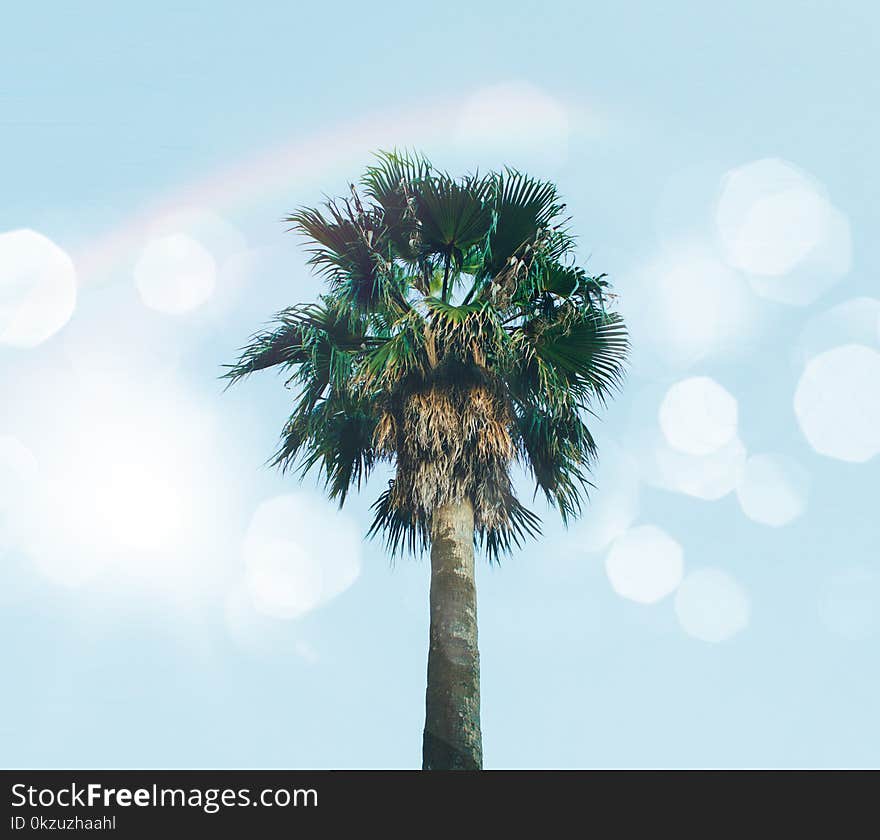 Low-angle Photography of Palm Tree