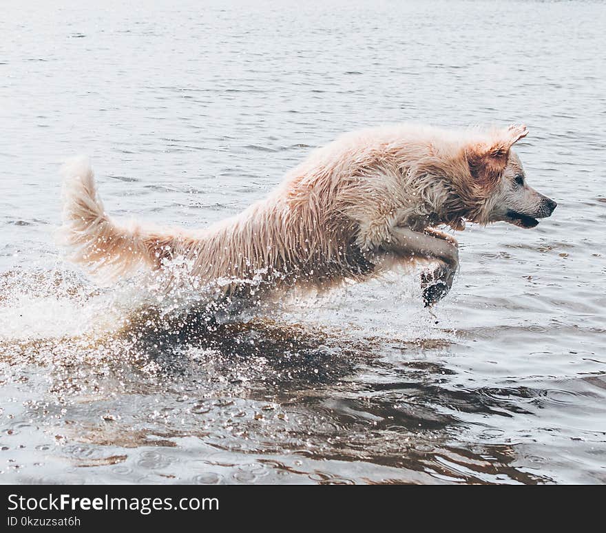 Long-coated Brown Dog on Body of Water