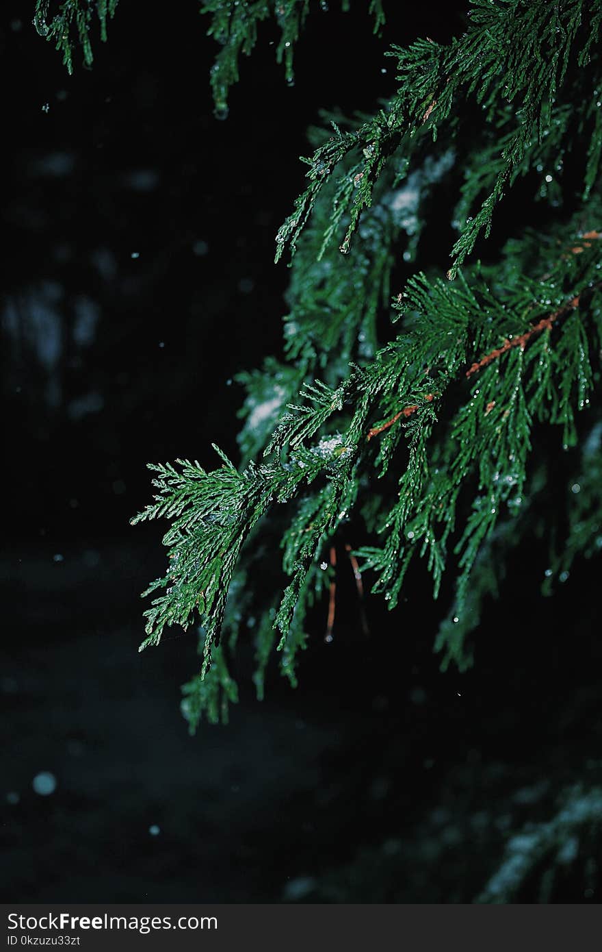 Shallow Focus Photography of Green Spruce Tree