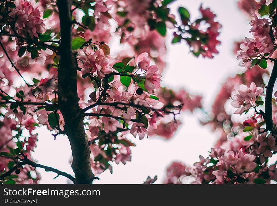 Selective Focus Photo Of Pink Flowering Tree