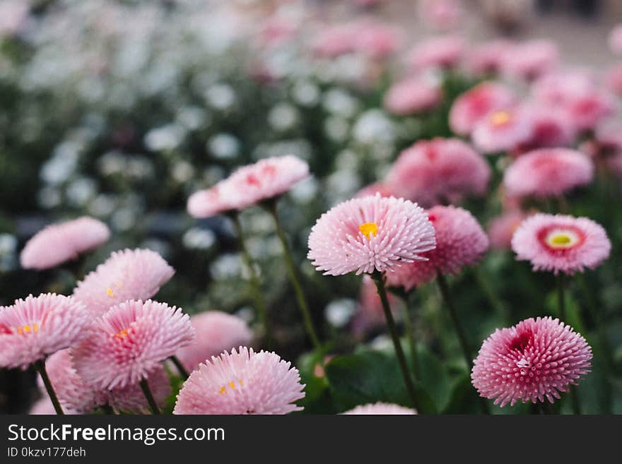 Tilt Shift Lens Photography of Pink Flowers