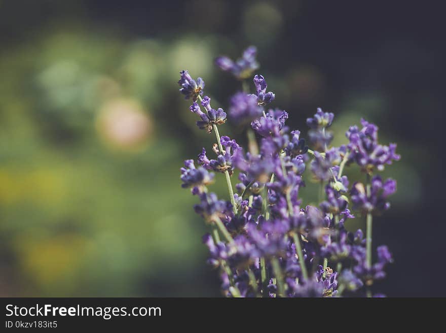 Purple Petaled Flowers