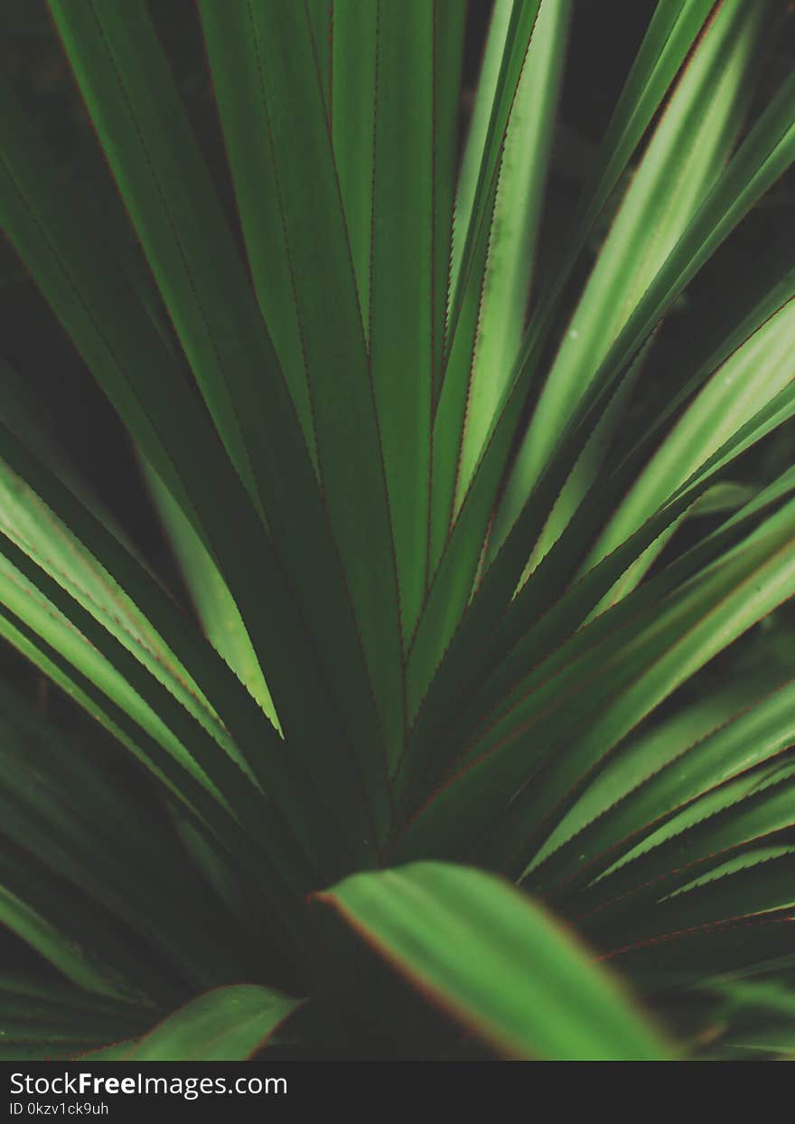 Closeup Photo Of Green Plant