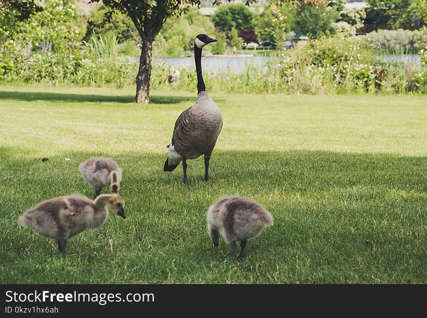 Photo of Four Goose on Green Grasses