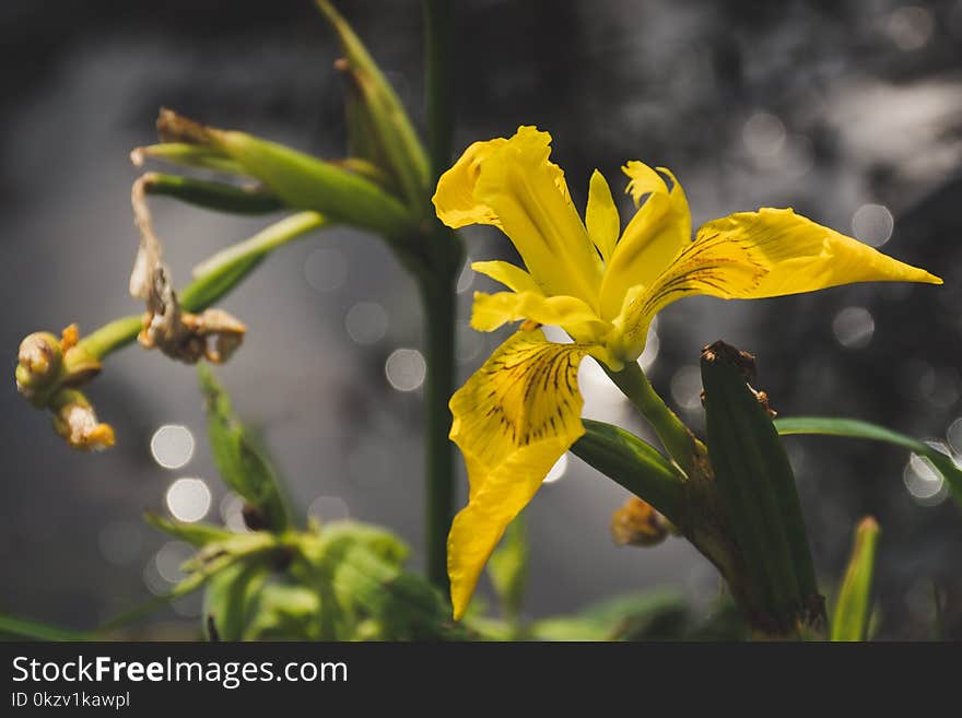 Selective Focus Photo of Yellow Petaled Flower