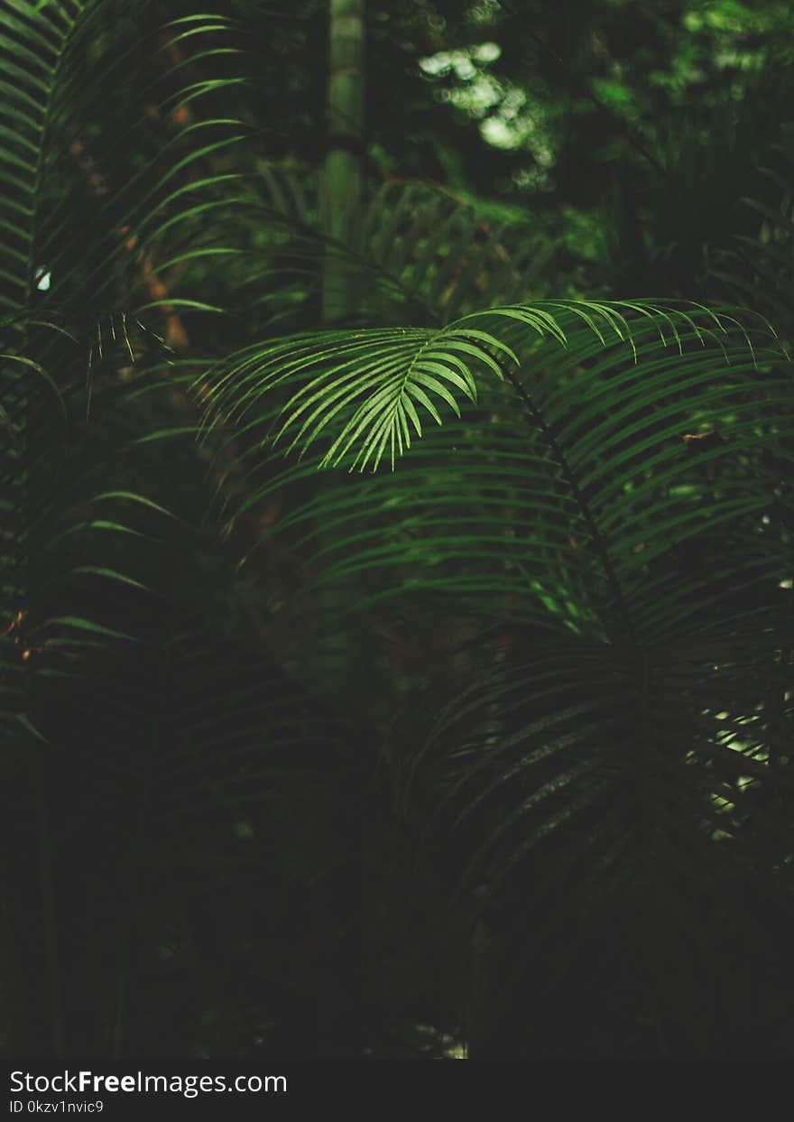 Shallow Focus Photography Of Green Fern