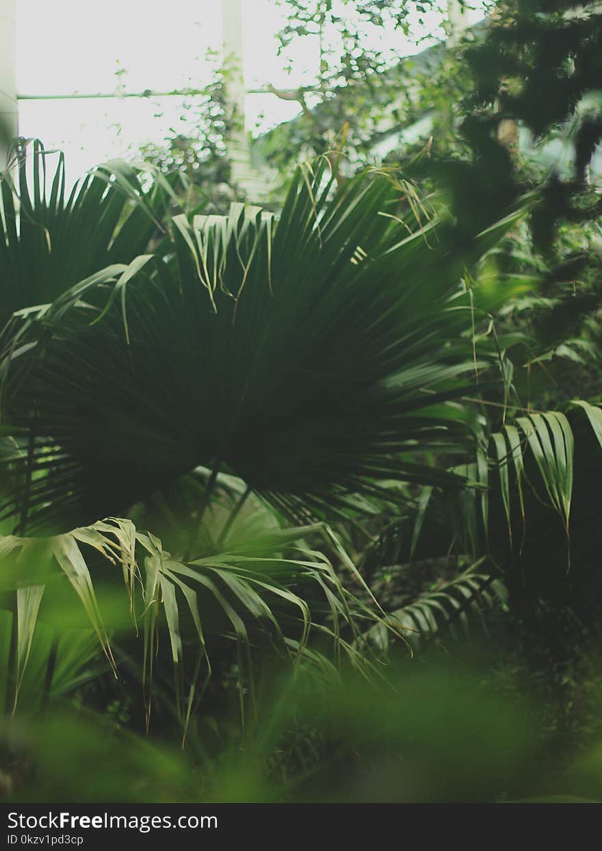 Green Leafed Plants