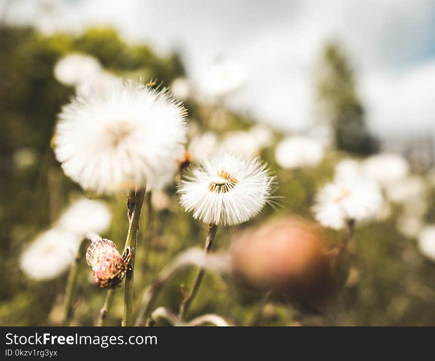 Selective Focus Photography of a Dandelion