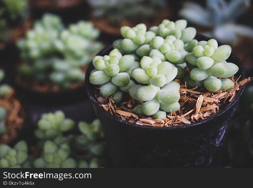 Shallow Focus Photo of Green Succulent Plants