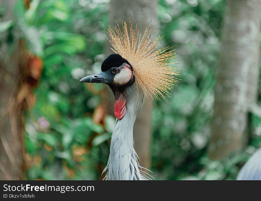 Close-up Photograph Of Bird