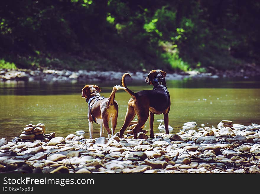 Two Adult Harrier Dogs Standing Beside River