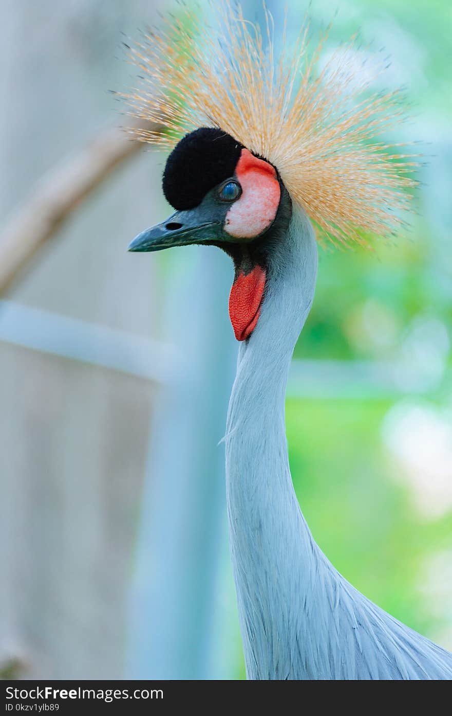 Wildlife Photography of Blue Goose