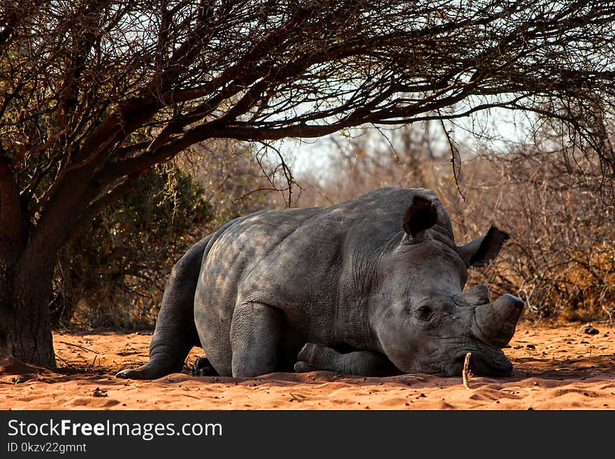 Rhino Lying on Ground Near Tree