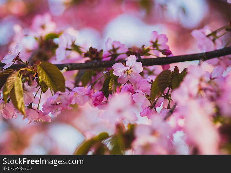 Shallow Focus of Purple and White Flowers