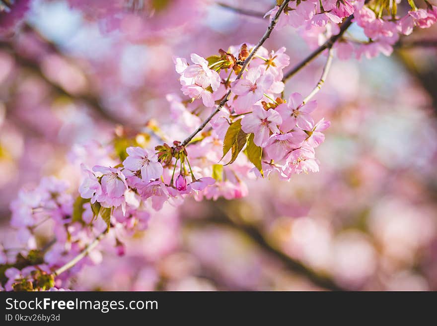 Cherry Blossoms