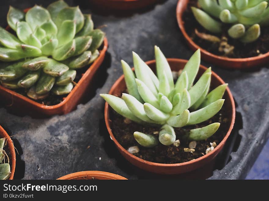 Two Green Succulent Plants