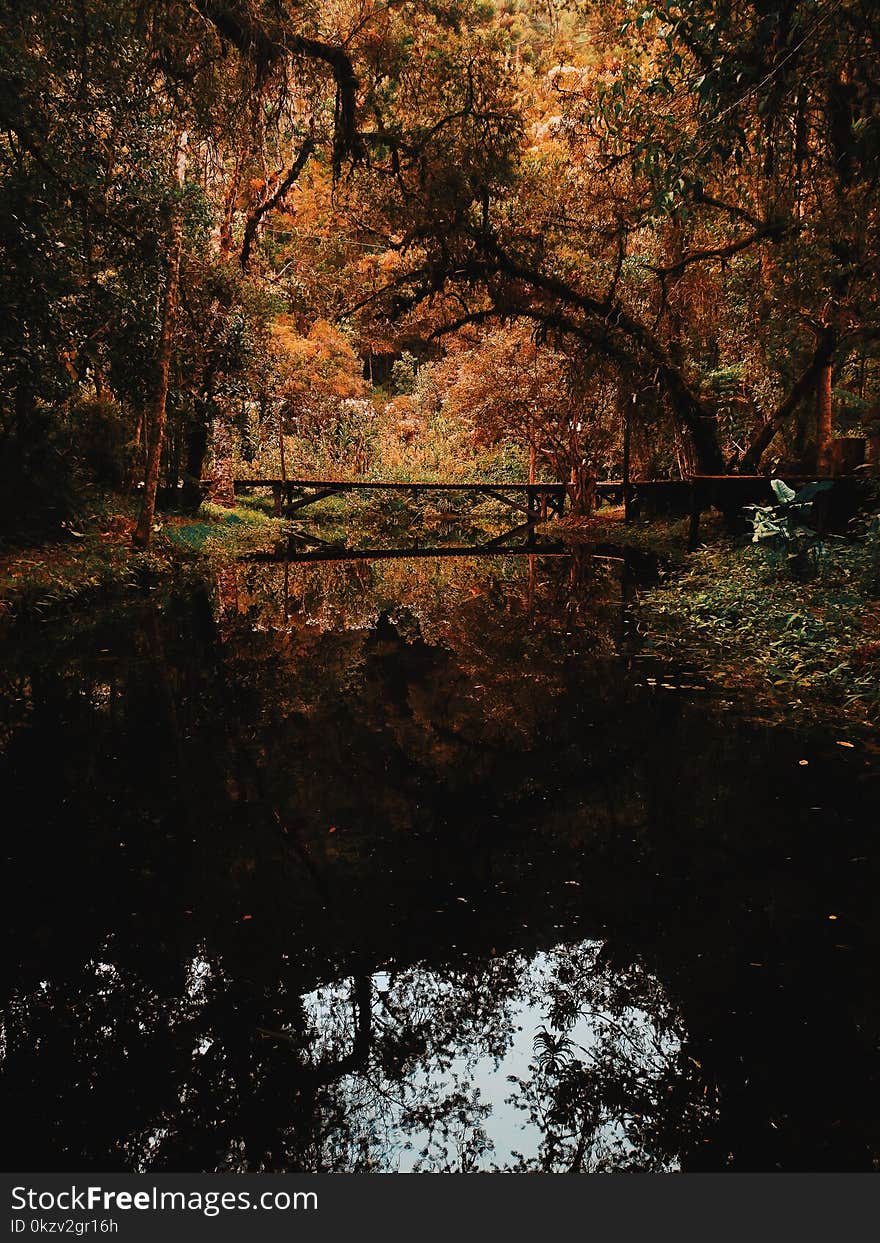 Brown Bridge Surrounded by Brown Leaf Trees Photo