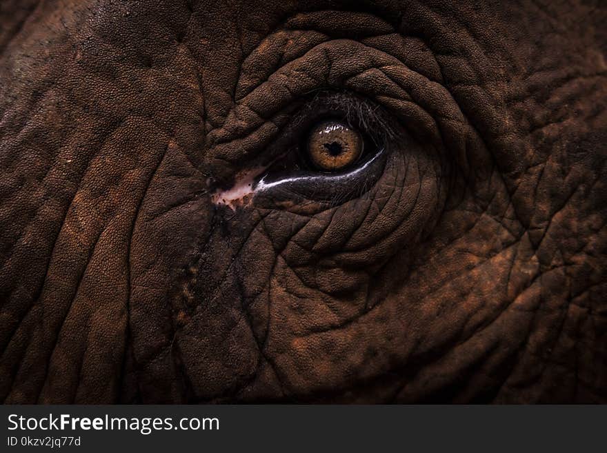 Elephant Eye