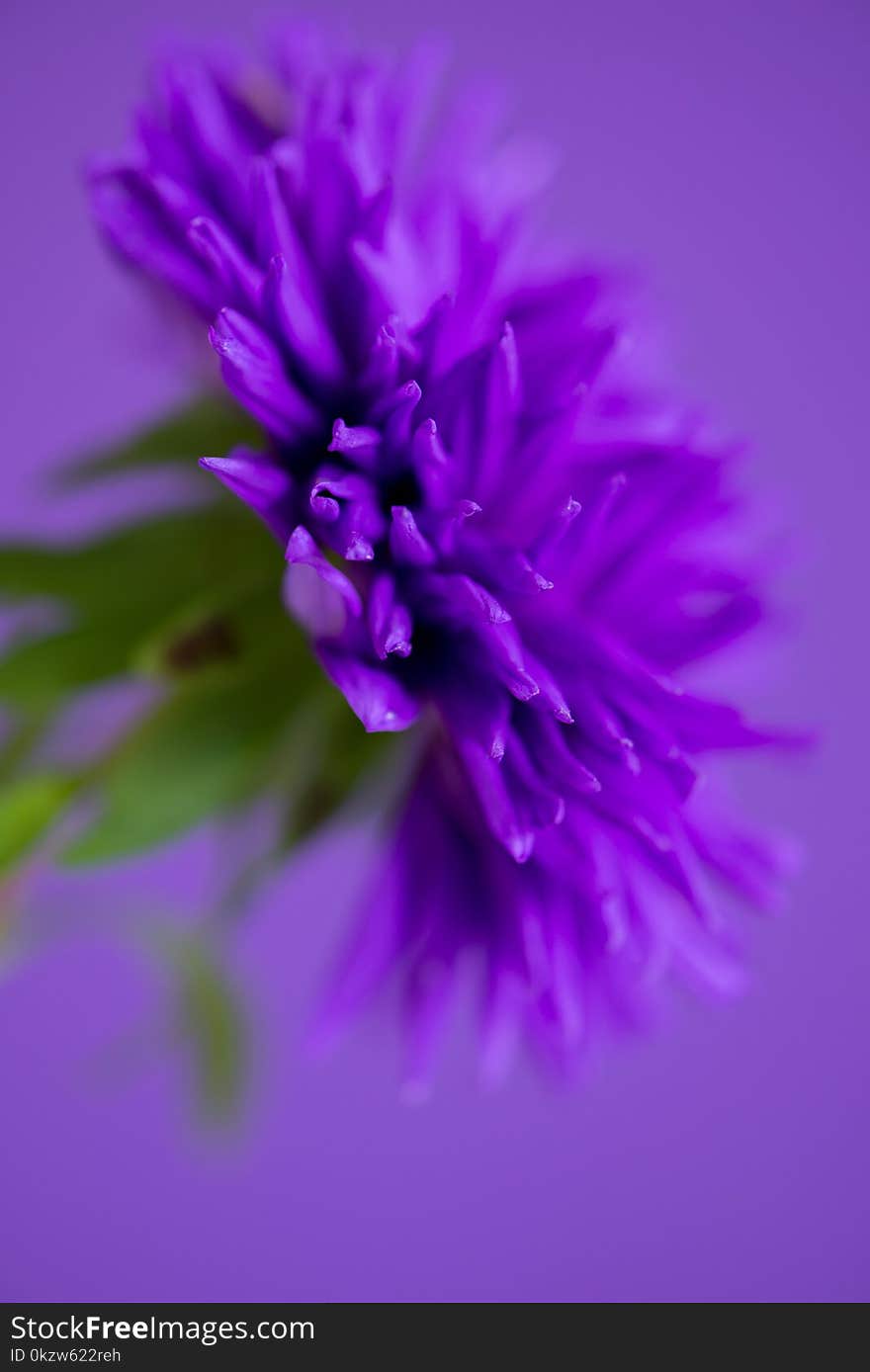 Close-up Image Of The Flower Aster On Purple Background.