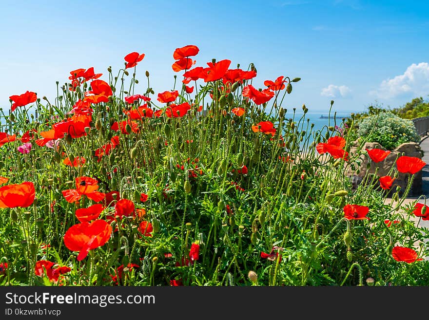 Red Poppies Against Blue Sky