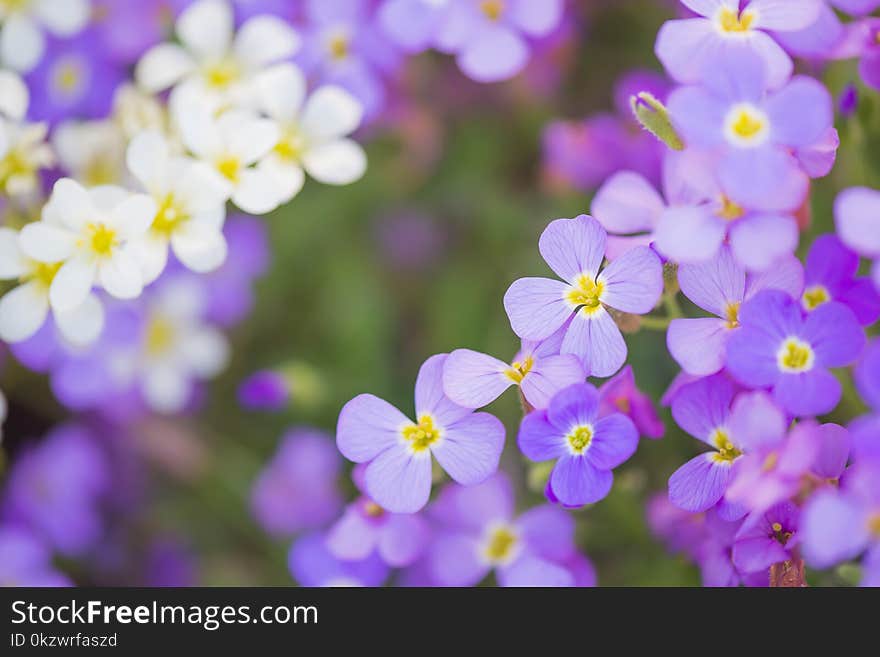 Background of small purple and white flowers. Shallow depth of field. Background of small purple and white flowers. Shallow depth of field