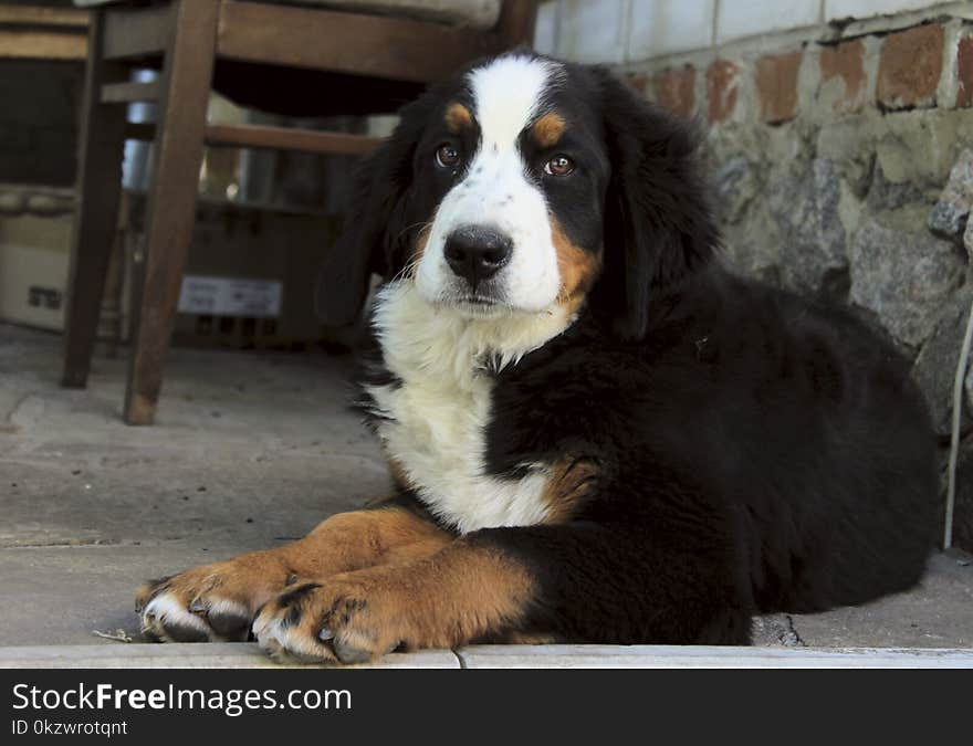 Cute Puppy Of Bernese Mountain Dog Lying Outdoors And Looking At Camera.