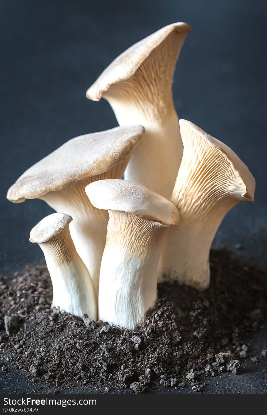 King Oyster Mushrooms