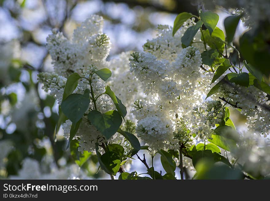 Syringa vulgaris flowering plant in the olive family oleaceae, deciduous shrub with group of white flowers and green leaves in sunlight