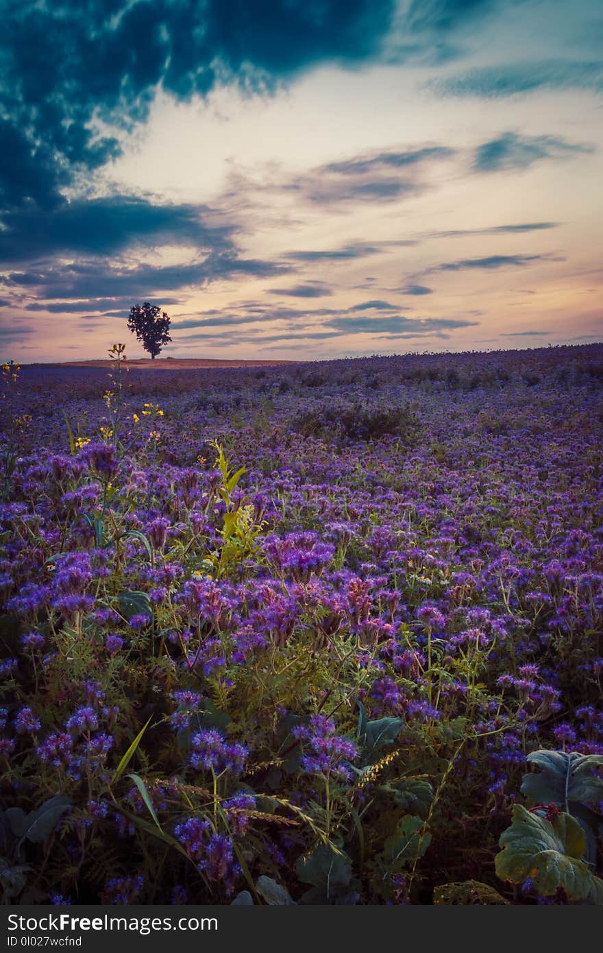 Meadow in the Lublin region. Picture taken in the spring at sunrise on a misty meadow in one of the villages in the Lublin region. Meadow in the Lublin region. Picture taken in the spring at sunrise on a misty meadow in one of the villages in the Lublin region.