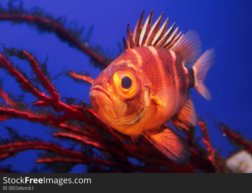 Red Soldierfish underwater close up