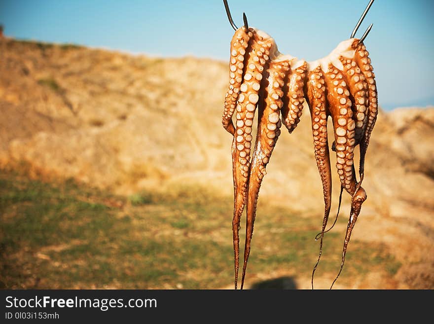 Octopus Drying