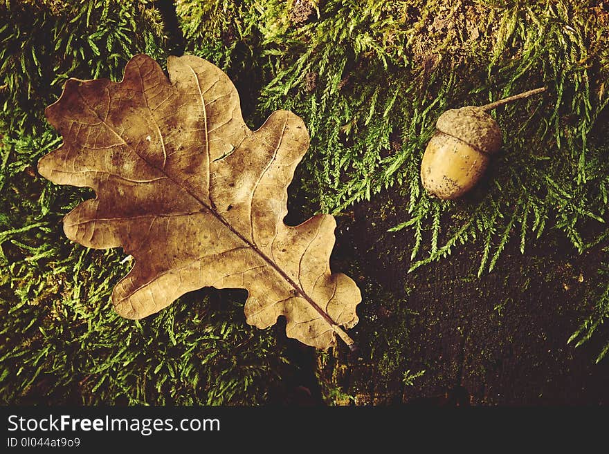 Autumn background Photo with acorn and leave.