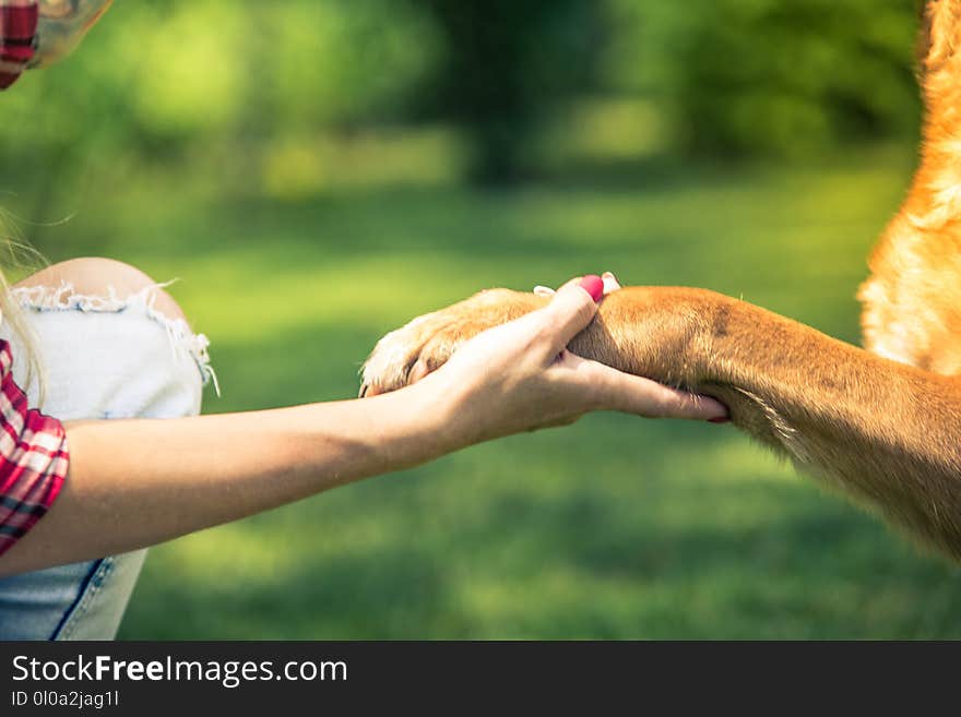 woman hold dog paw,friendship and love concept