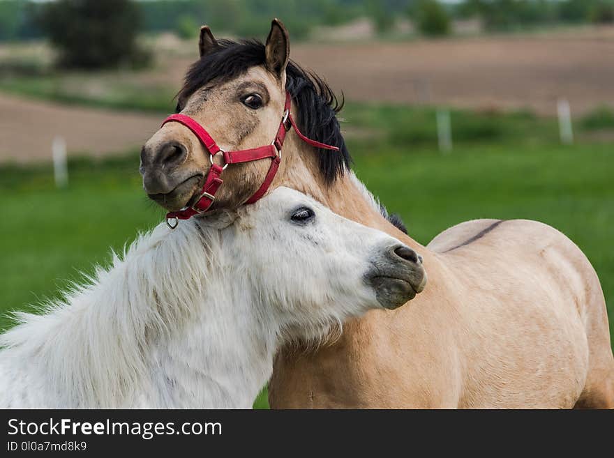 Two young horses sharing love