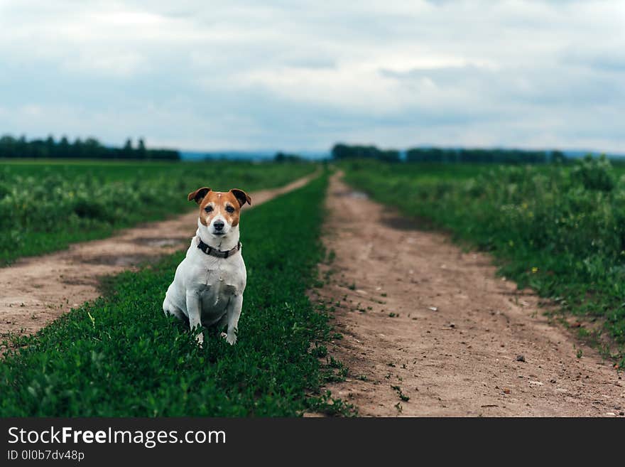 Jack russel terrier on field road