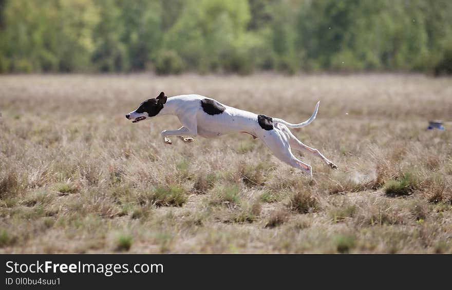 Whippet dog running. Coursing training. Dog running on the field. Sunny summer day. Whippet dog running. Coursing training. Dog running on the field. Sunny summer day