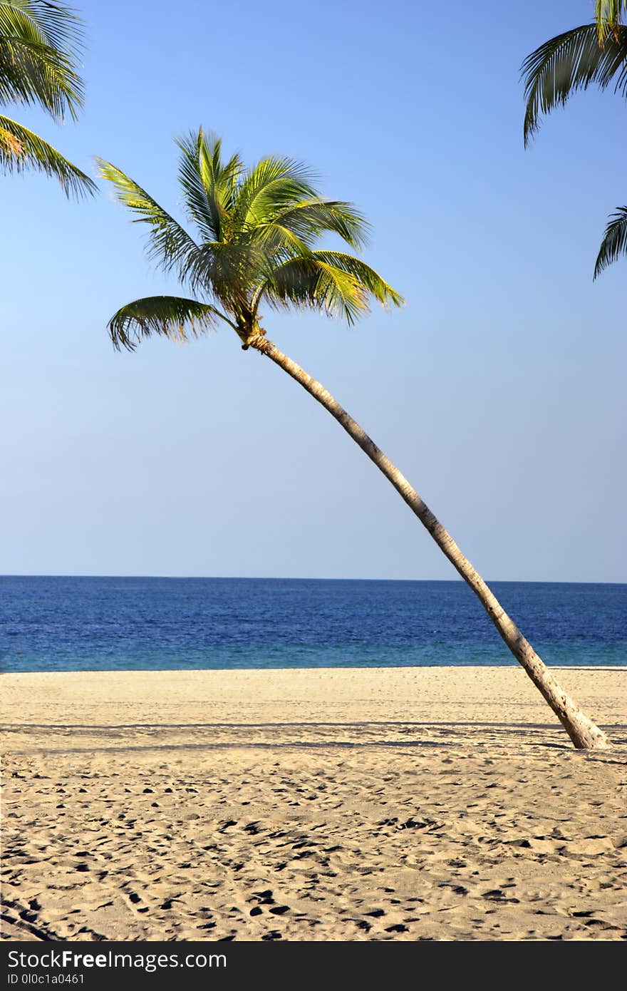 A slanty palm tree by the water on a white sandy beach. A slanty palm tree by the water on a white sandy beach