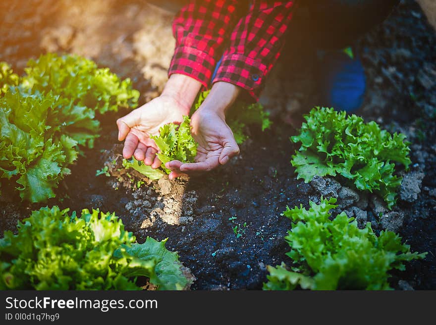Hands and seedlings Create a small value. Hands and seedlings Create a small value.