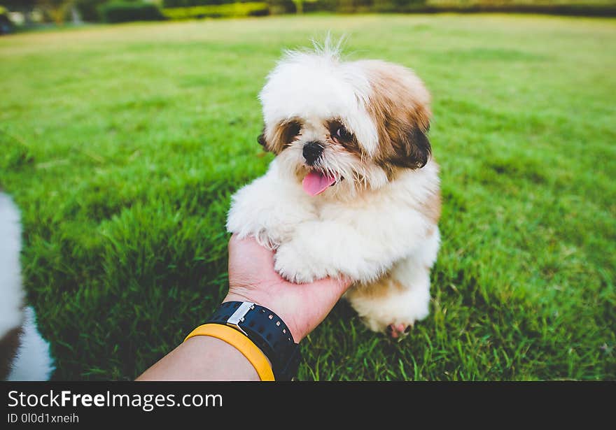 The dog likes to run in the lawn. The dog likes to run in the lawn.