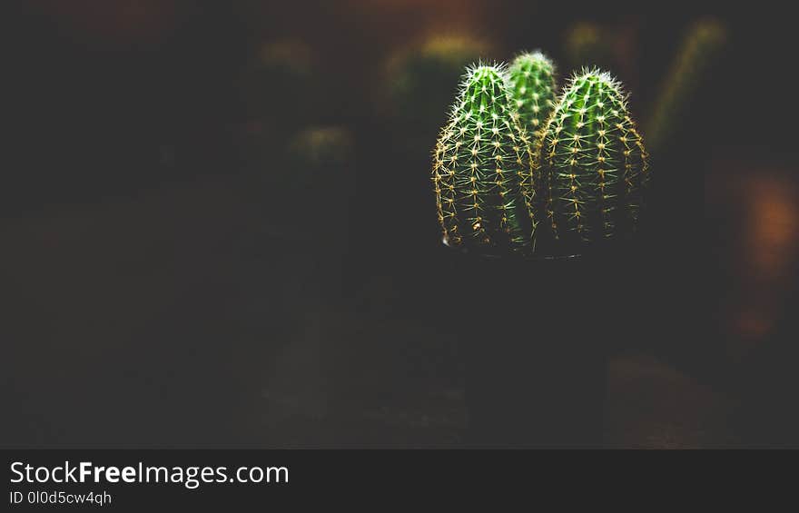 Our cactus loves black.