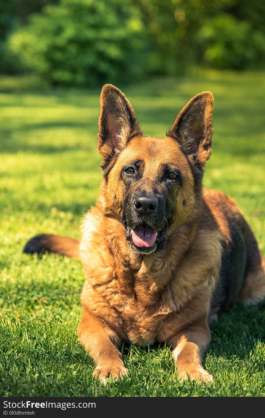 German shepherd dog laying down on grass