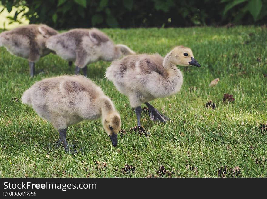 Shallow Focus Photography of Brown Ducklings