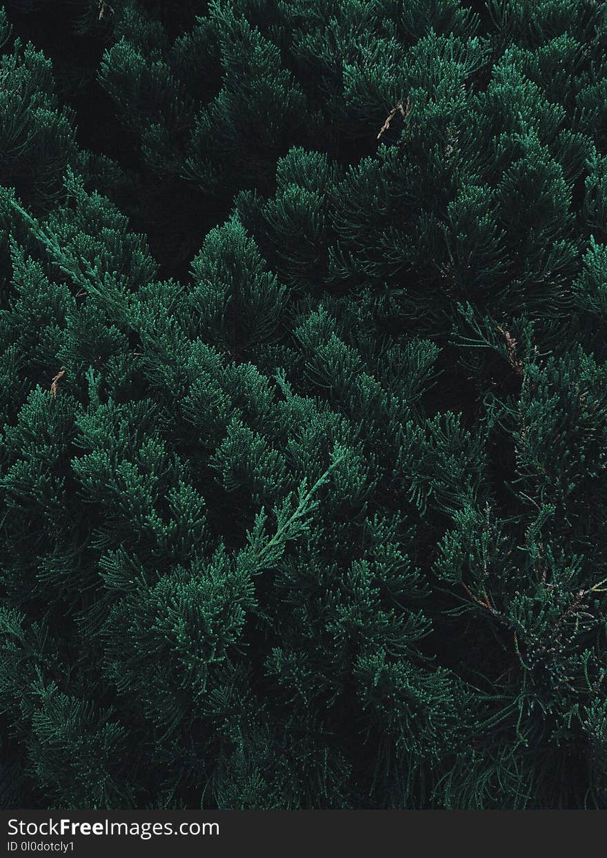 Green Leafed Trees