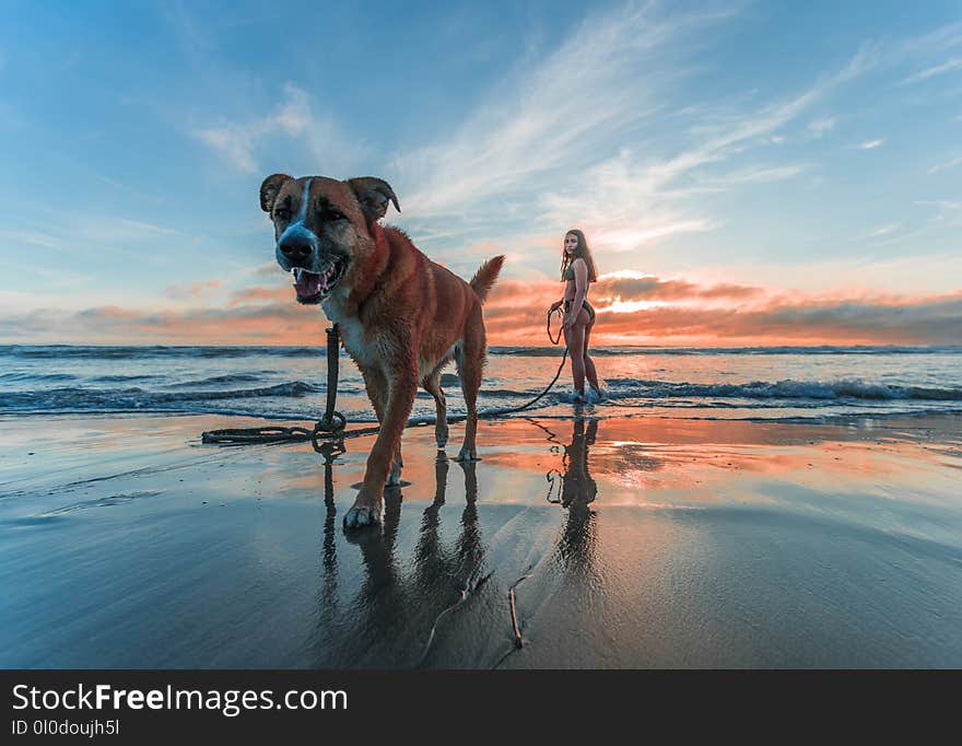 Woman Wearing Bikini Walking on Beach Shore With Adult Brown and White Boxer Dog during Sunset