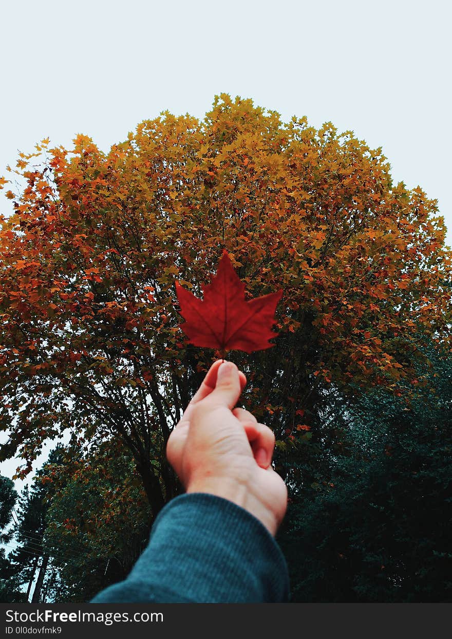 Person Holding Red Maple Leaf