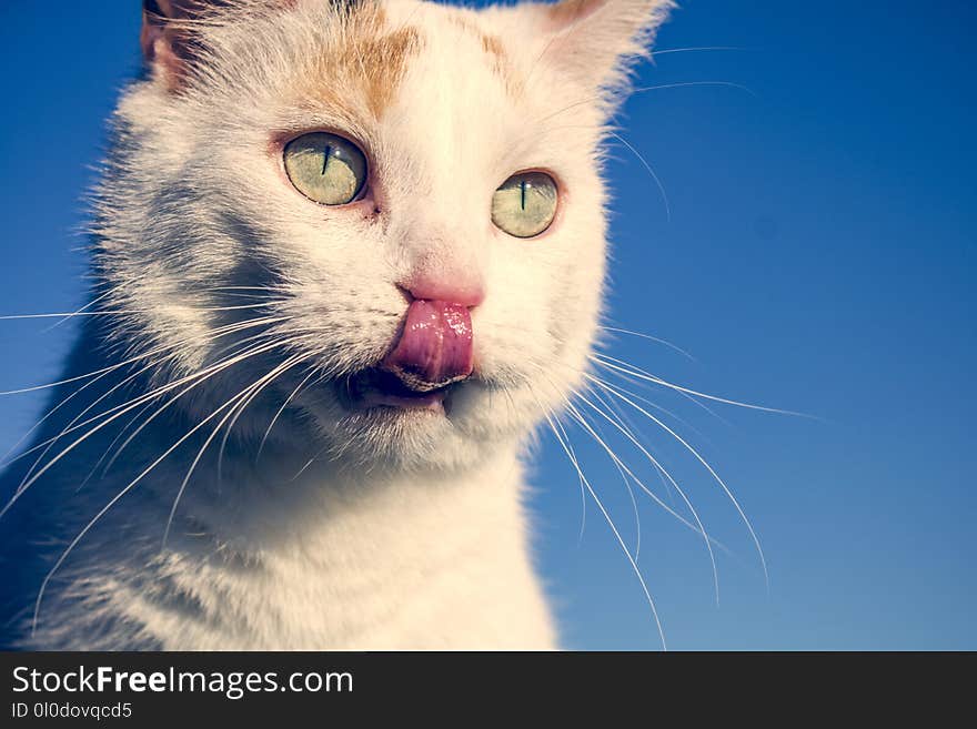 Short-fur White Cat