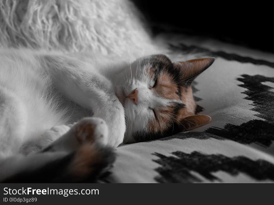 Short-furred White and Brown Cat Lying on Gray and Black Sheet