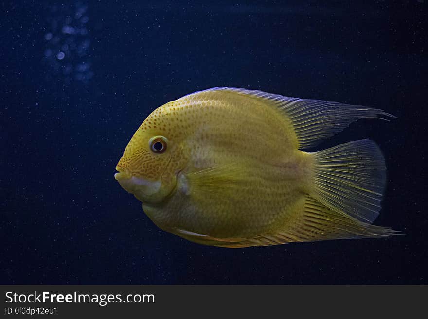 Yellow Fish in Close-up Photography